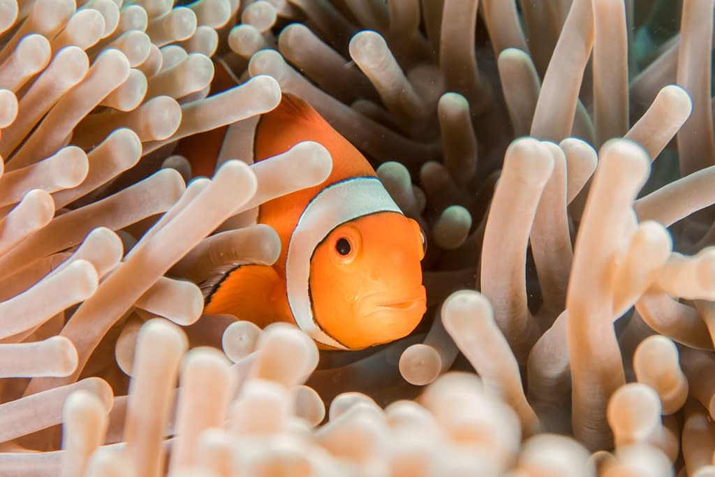 Clown fish hiding in the coral