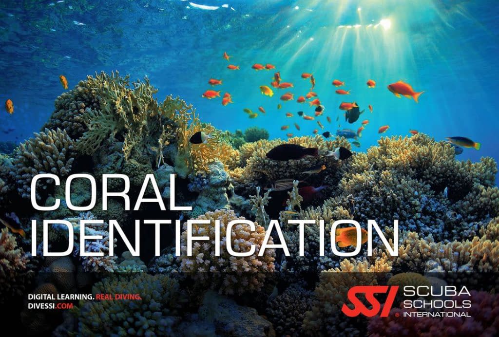 SSI Coral Identification course