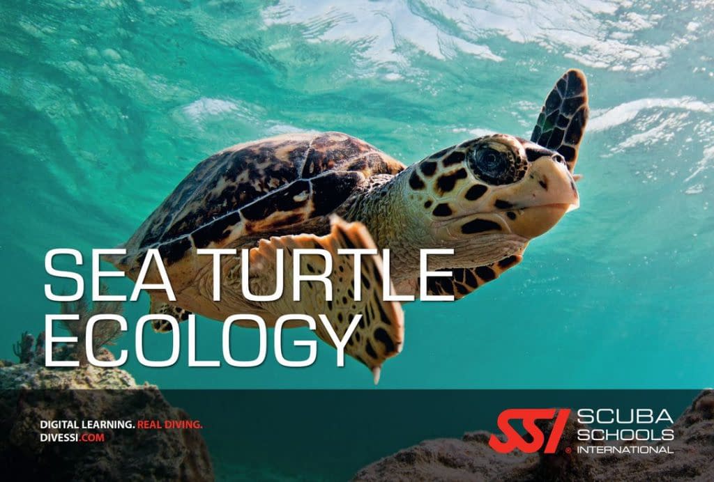 SSI Sea Turtle Ecology course