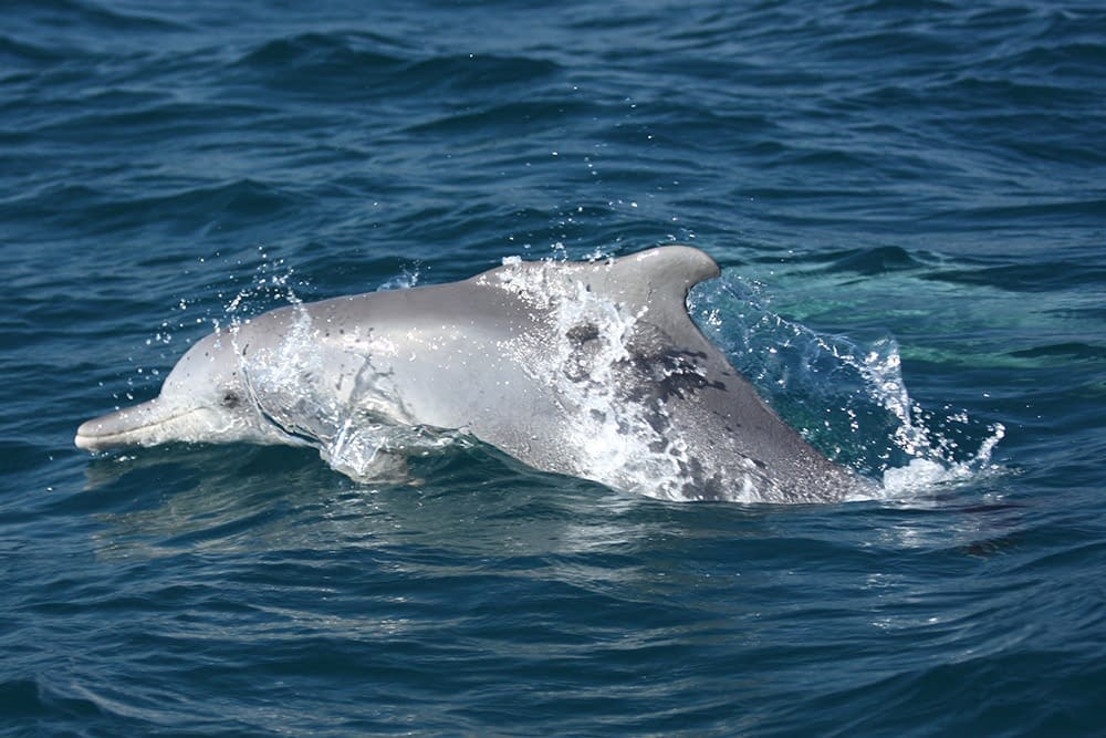 Bottlenose dolphin swimming in the ocean